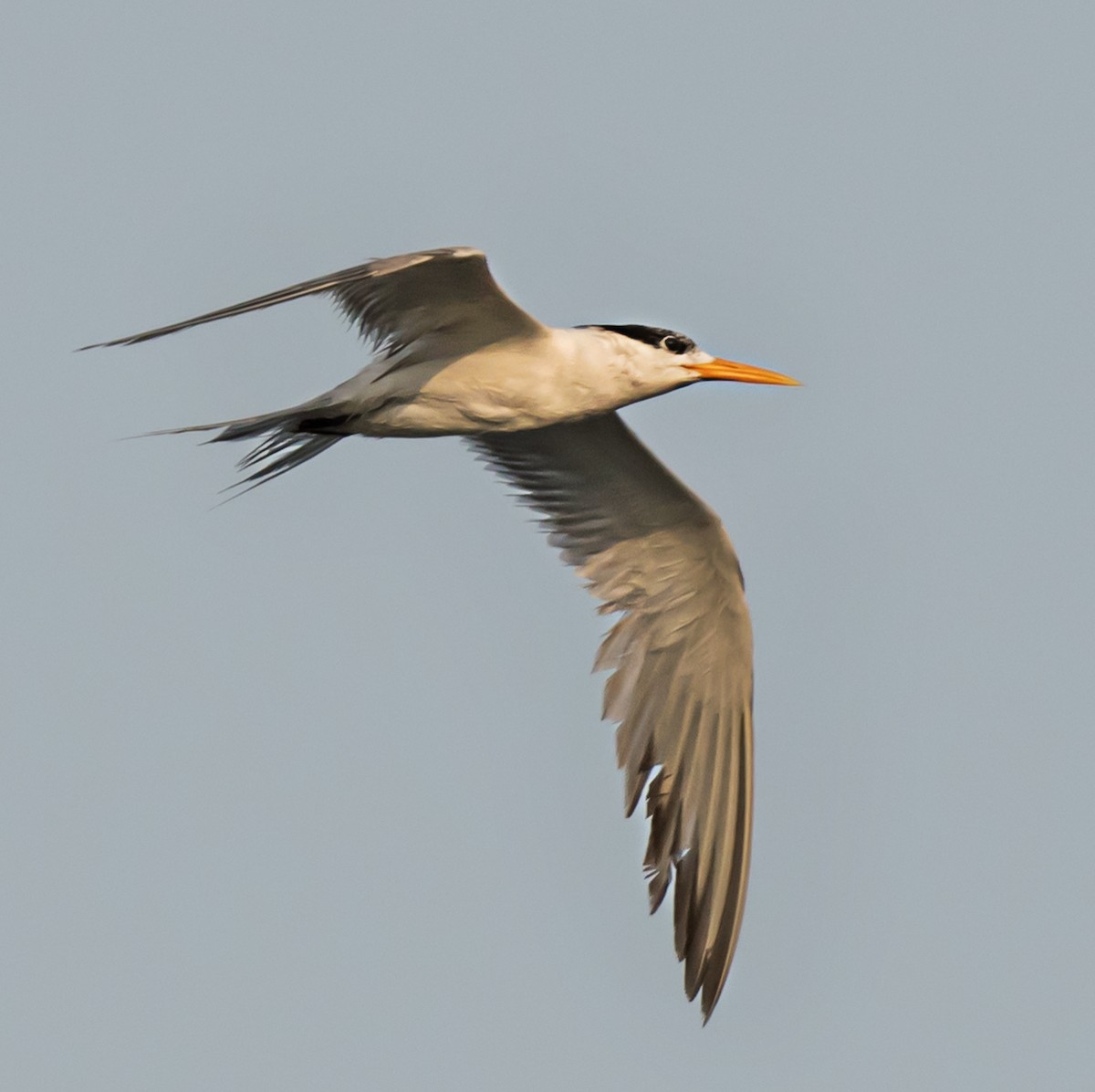 Lesser Crested Tern - ML621159756