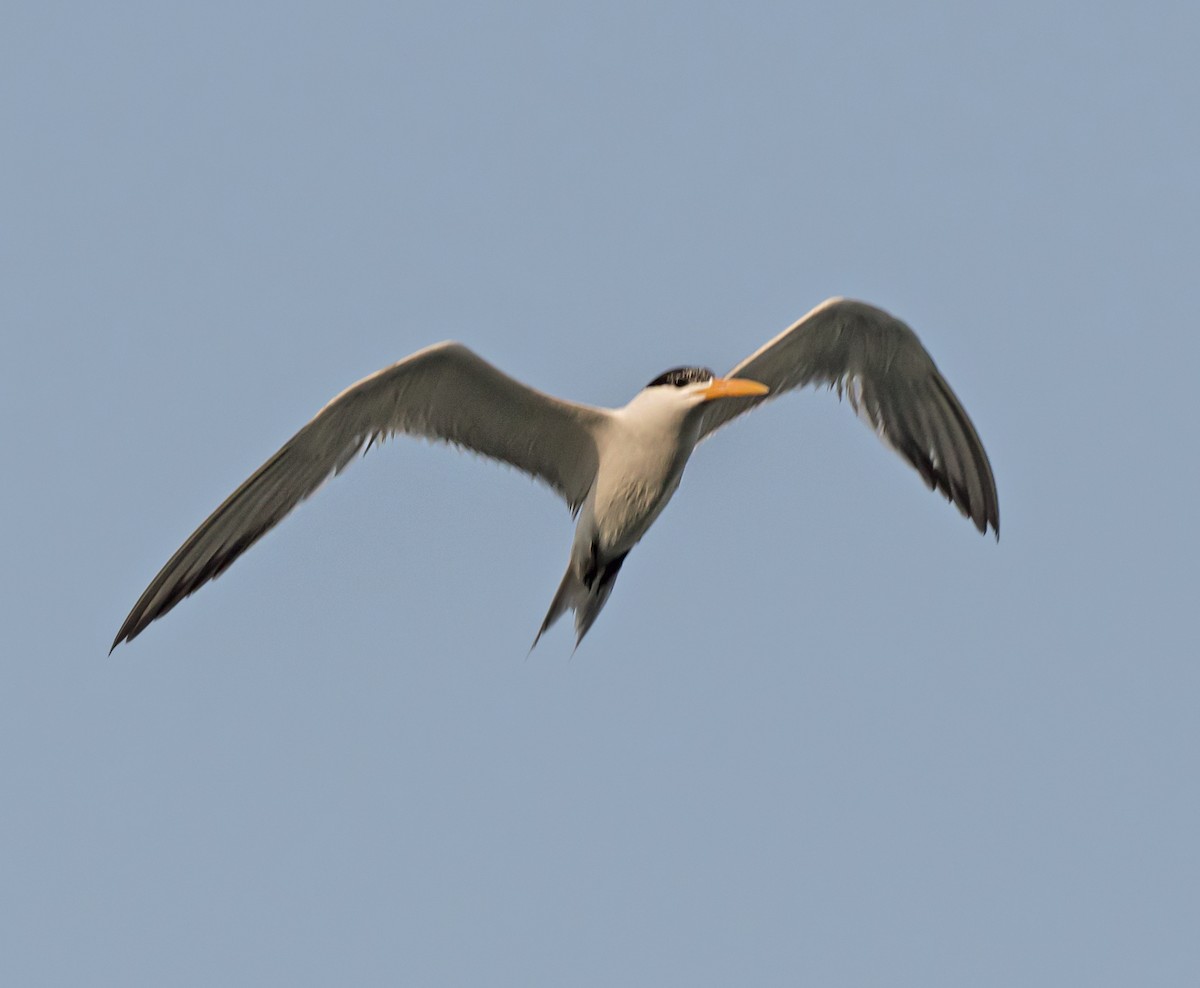 Lesser Crested Tern - ML621159757