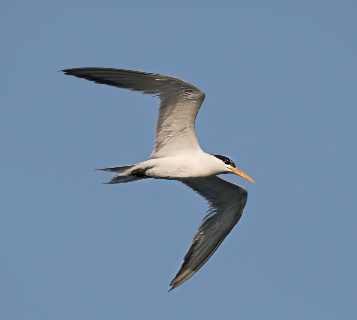 Lesser Crested Tern - ML621159758