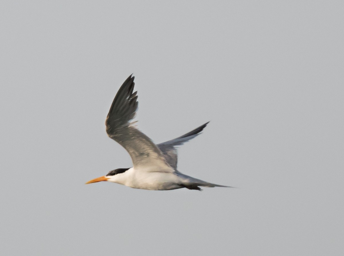 Lesser Crested Tern - ML621159759