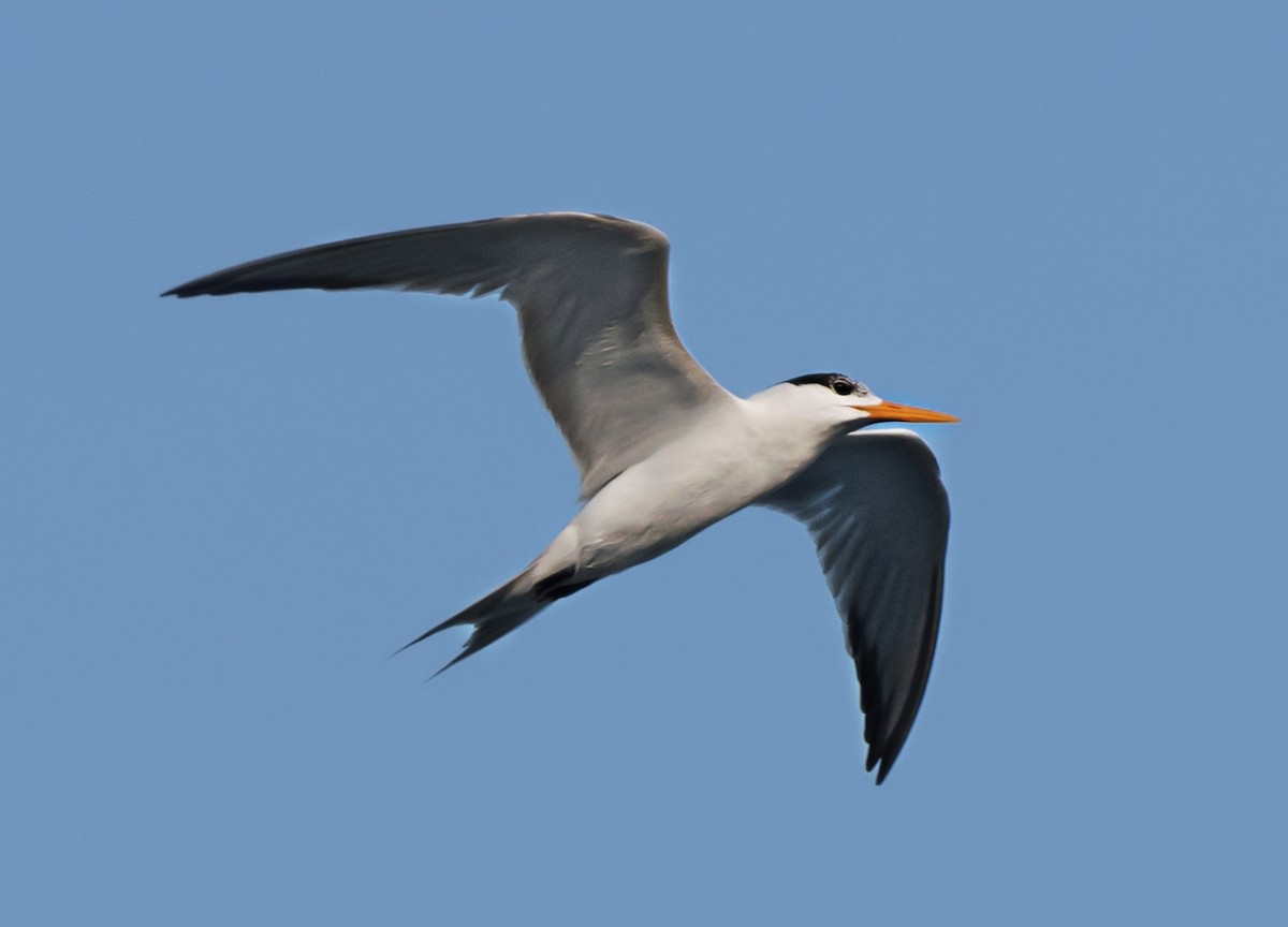 Lesser Crested Tern - ML621159760