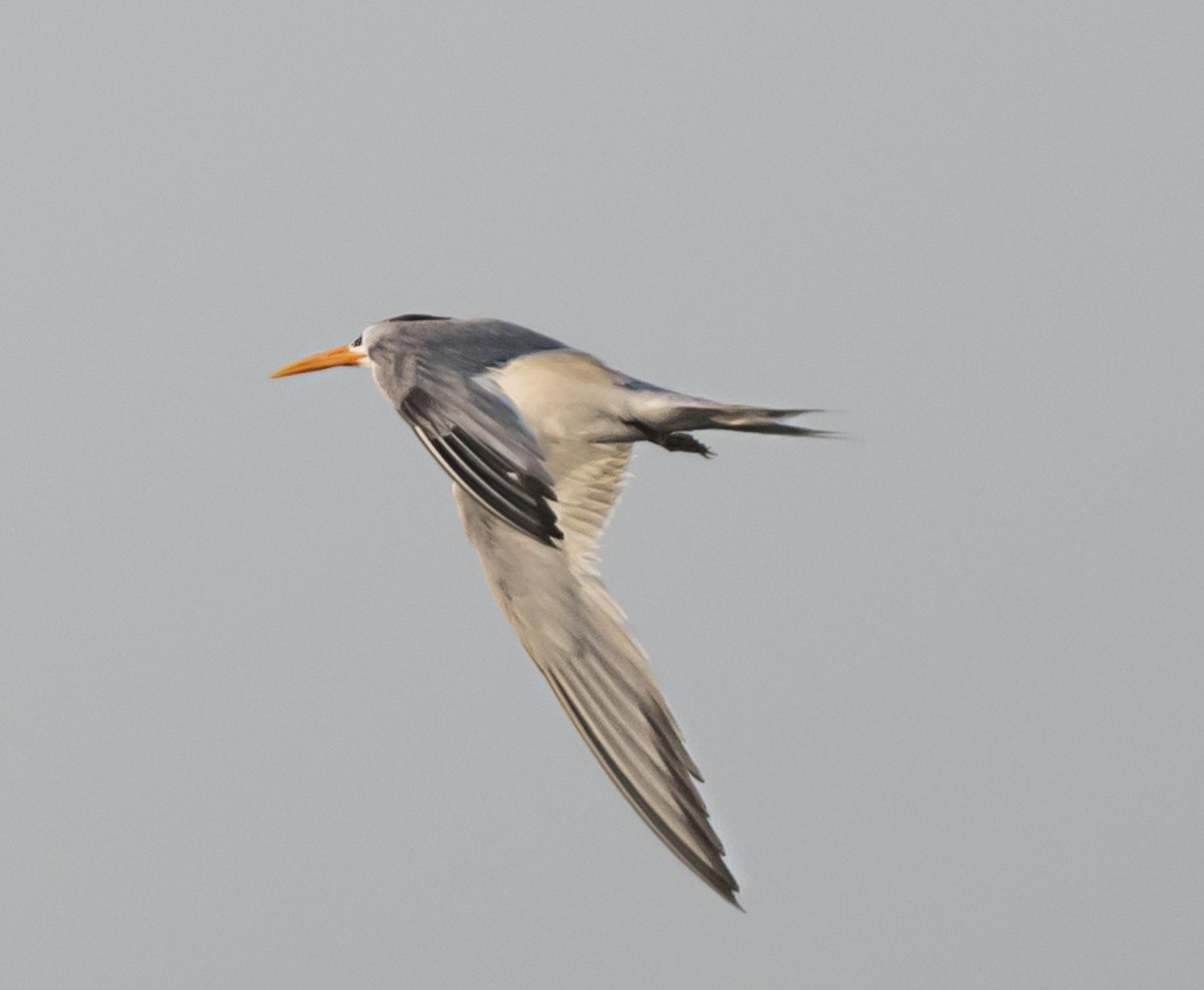 Lesser Crested Tern - ML621159762
