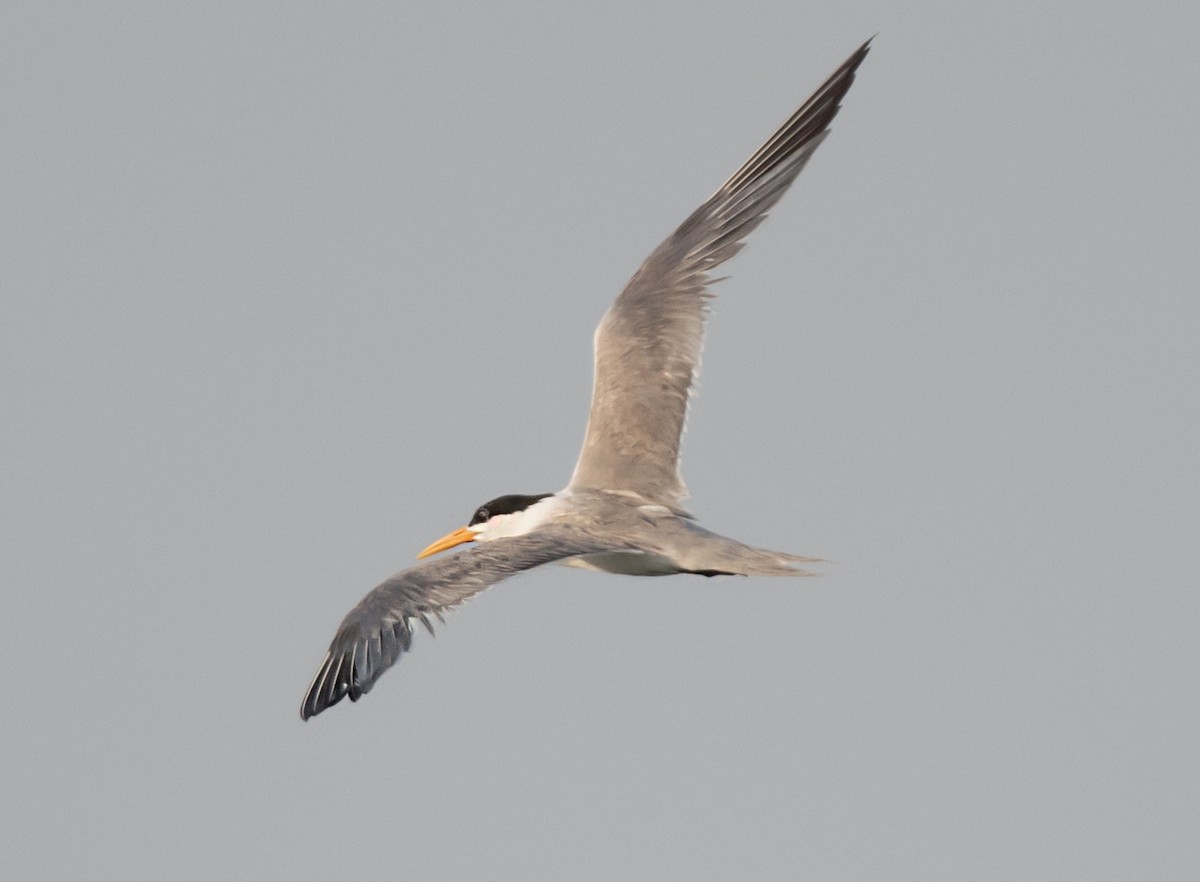 Lesser Crested Tern - ML621159763