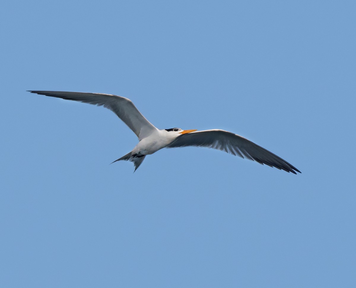 Lesser Crested Tern - ML621159765
