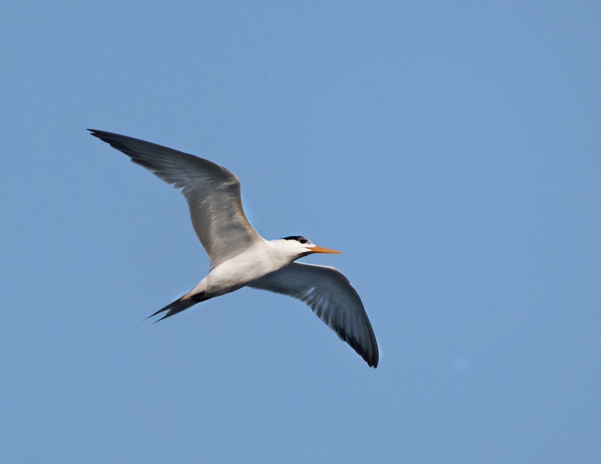Lesser Crested Tern - ML621159766