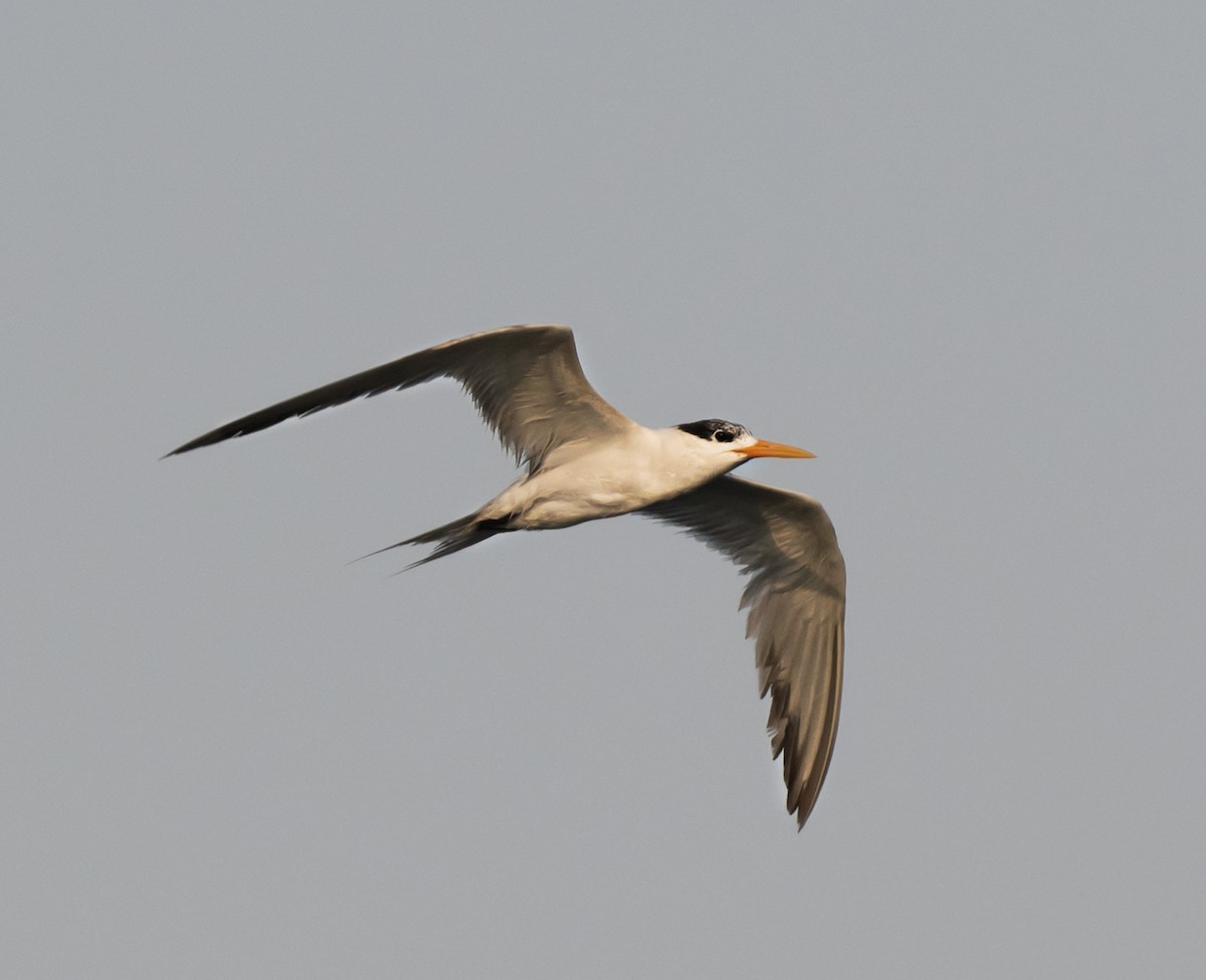Lesser Crested Tern - ML621159767