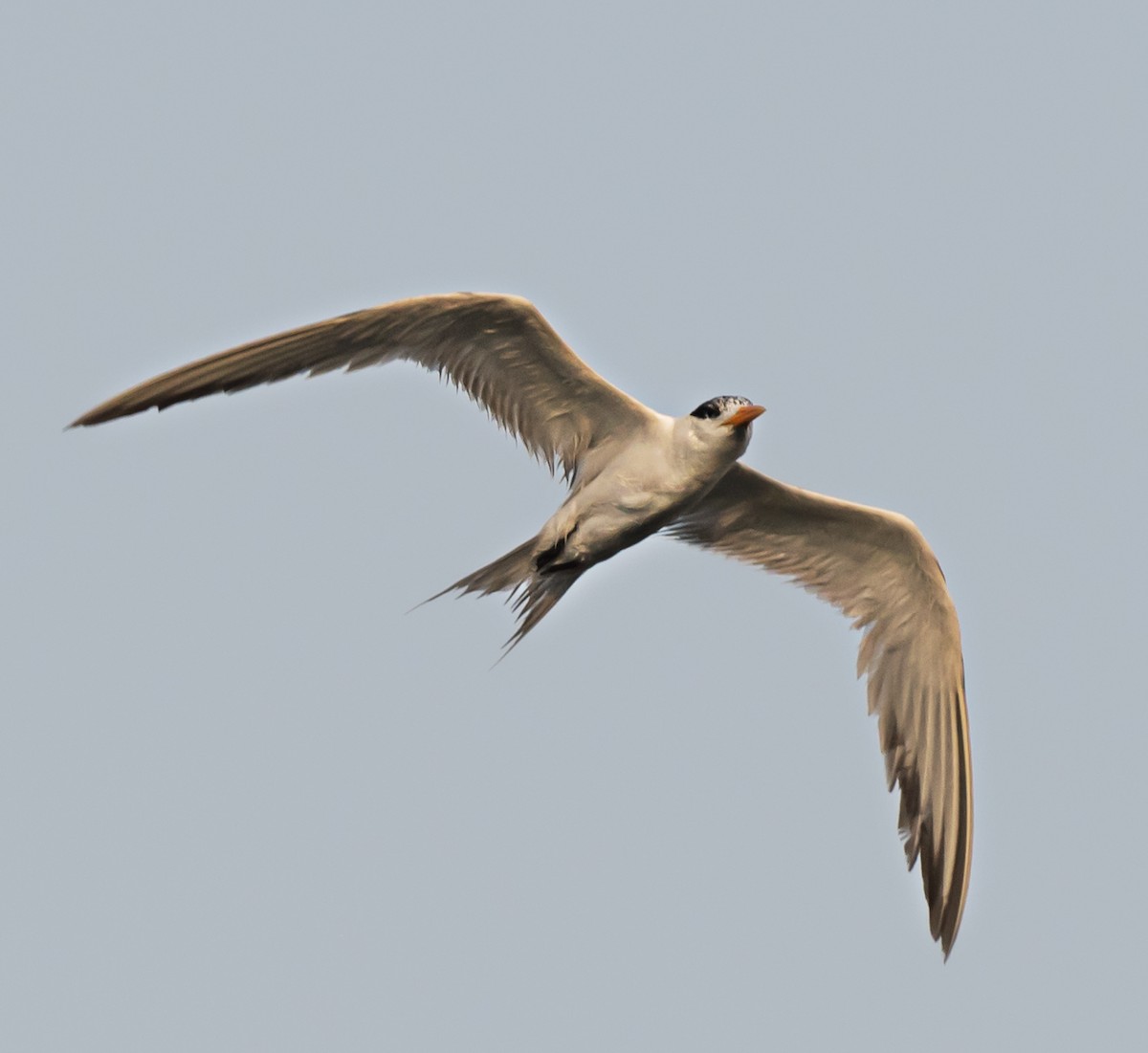 Lesser Crested Tern - ML621159768