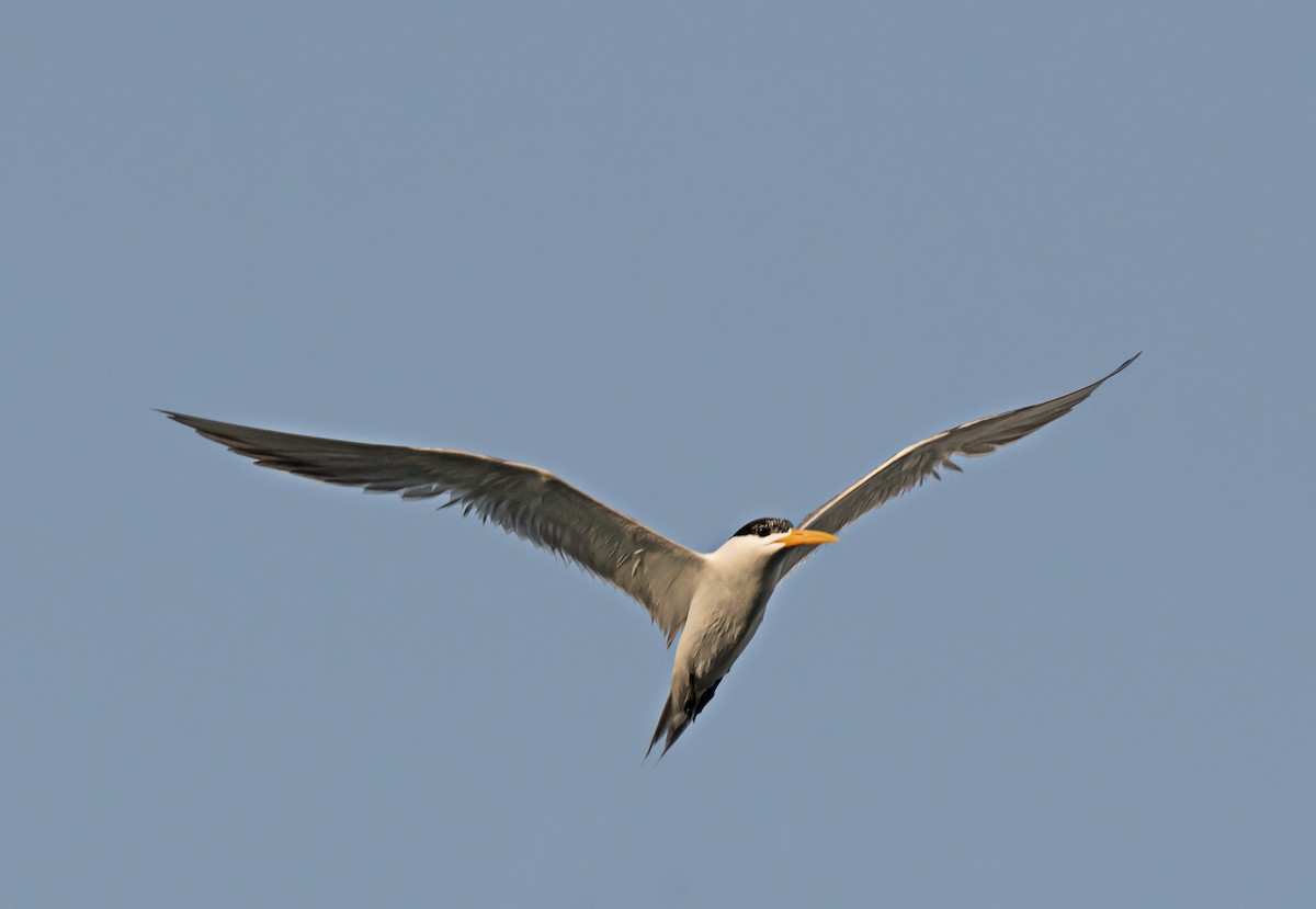 Lesser Crested Tern - ML621159769