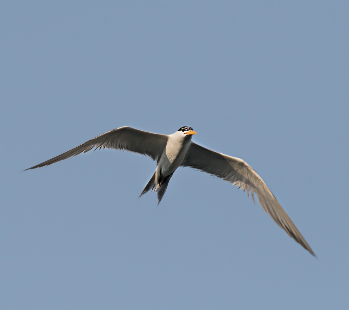 Lesser Crested Tern - ML621159770