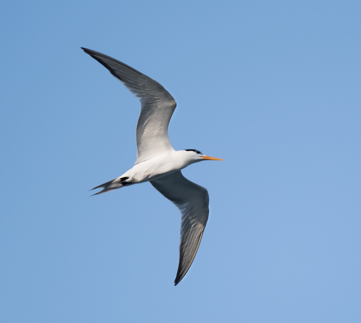 Lesser Crested Tern - ML621159771
