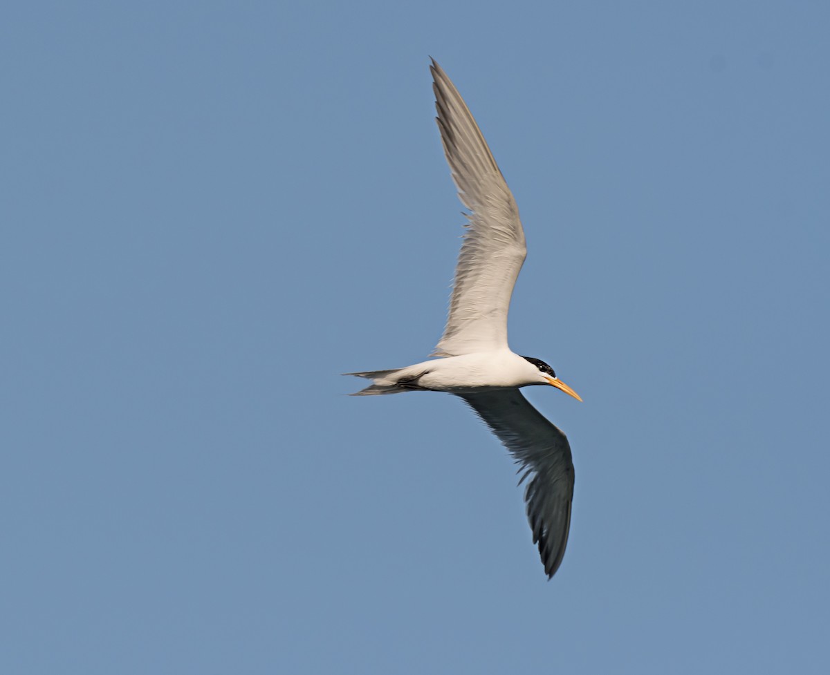 Lesser Crested Tern - ML621159772
