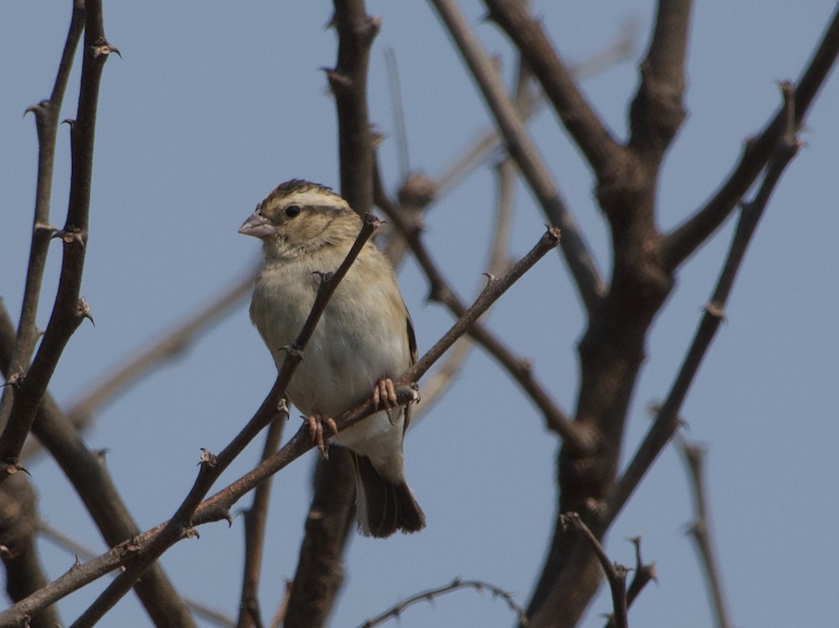 Village Indigobird - ML621159784