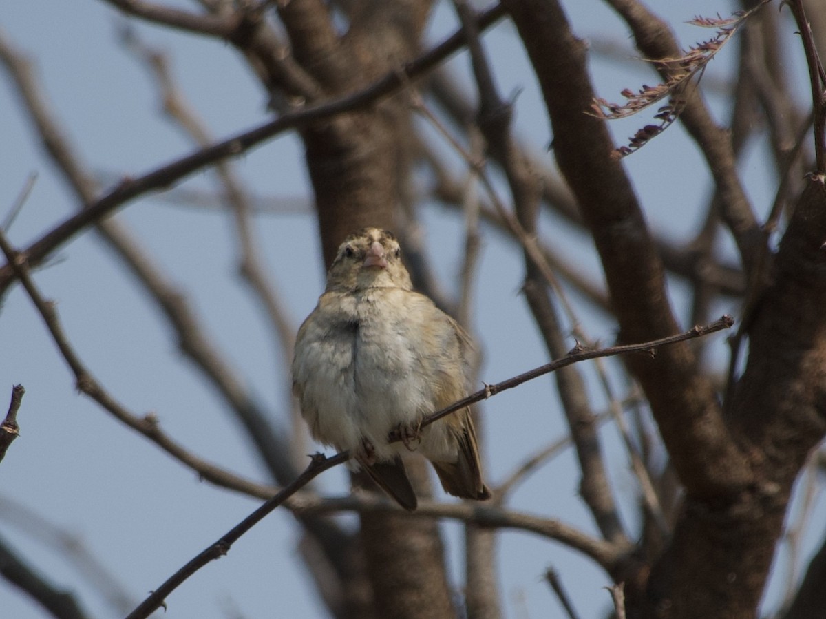 Village Indigobird - ML621159785