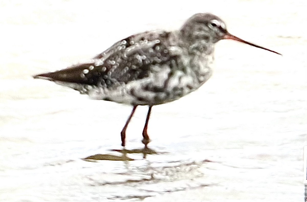 Spotted Redshank - ML621159801