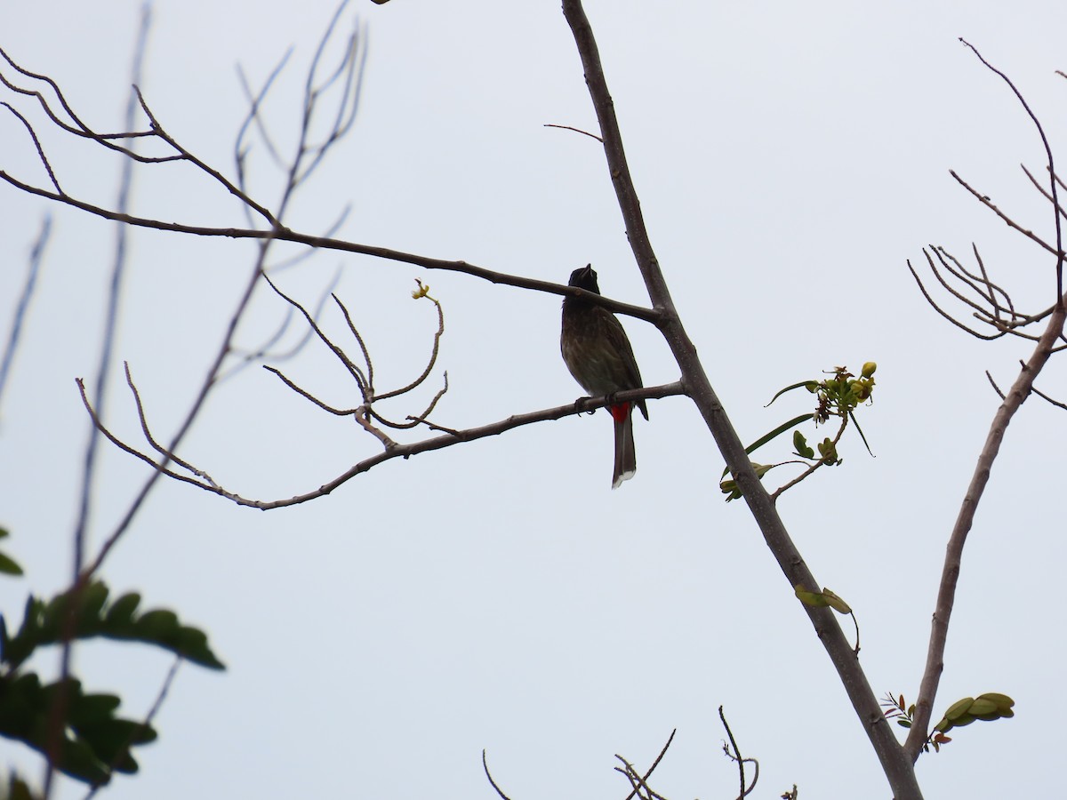 Red-vented Bulbul - ML621159809