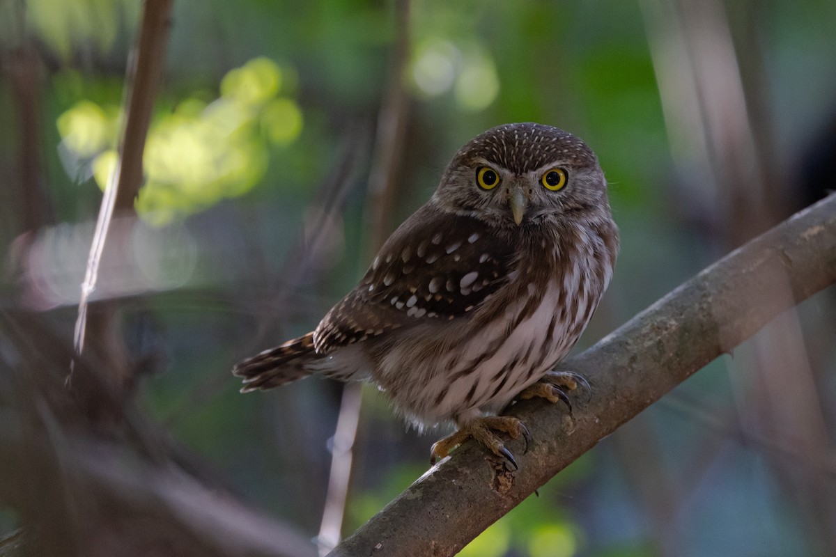 Ferruginous Pygmy-Owl - ML621159875