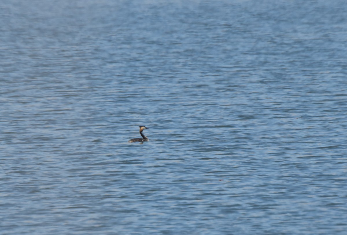Great Crested Grebe - ML621159884