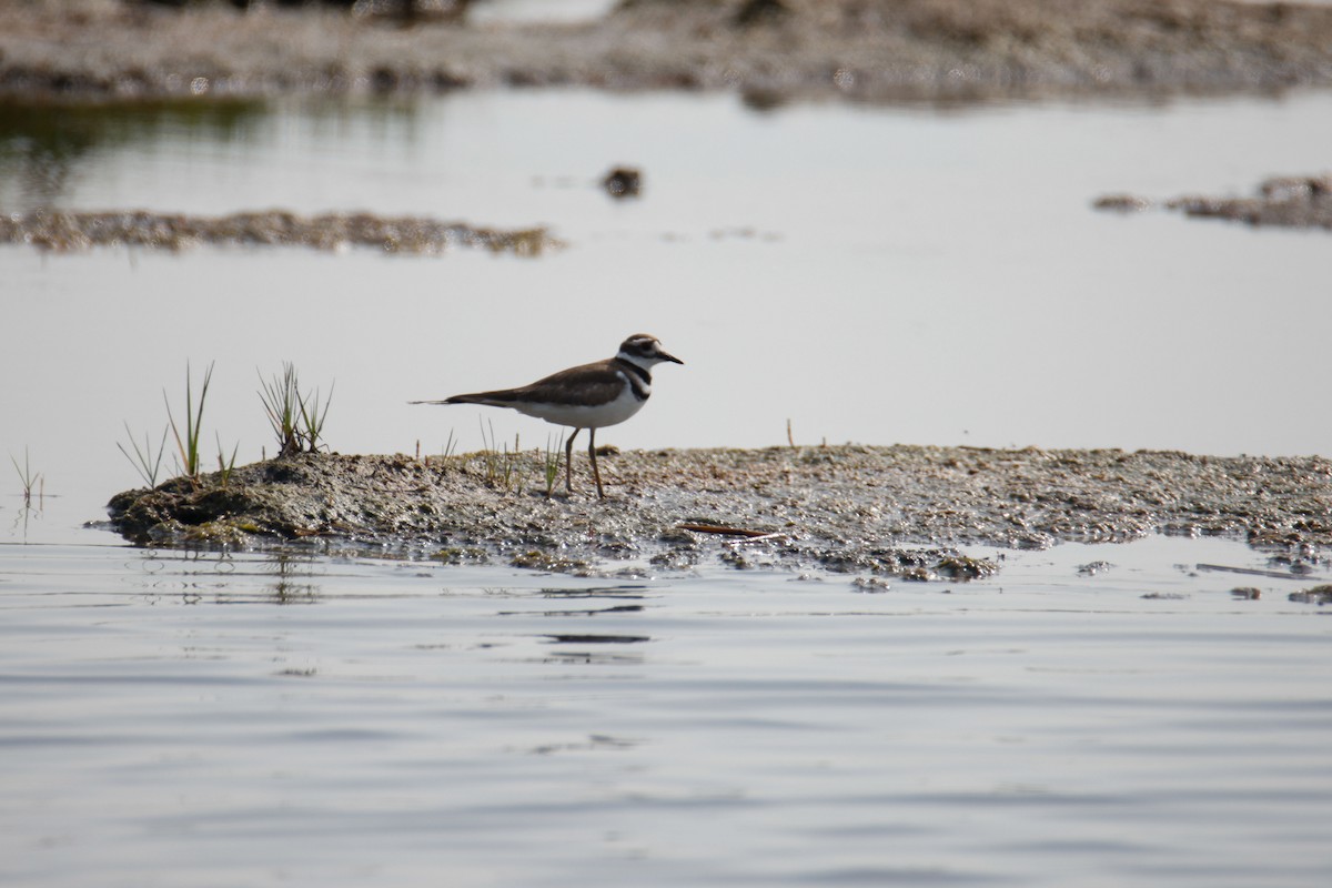 Крикливый зуёк - ML621159885