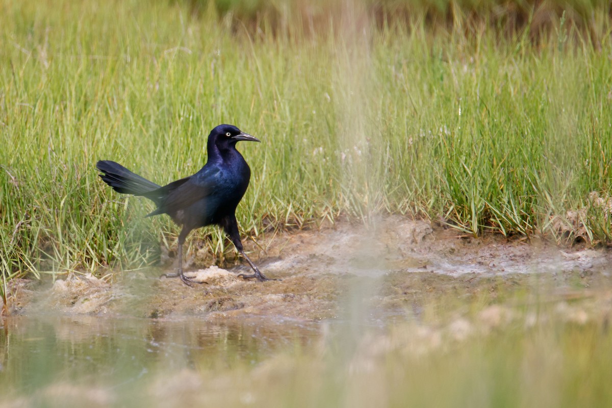 Boat-tailed Grackle - ML621159891