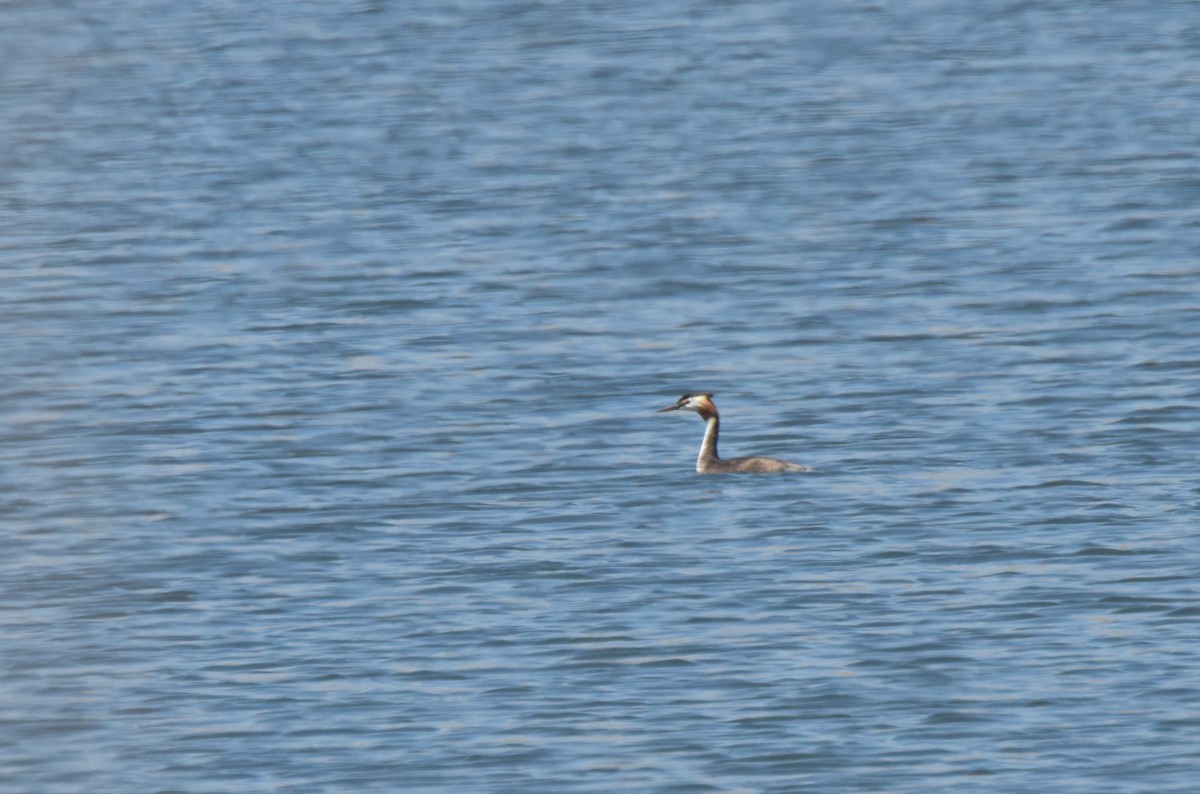 Great Crested Grebe - ML621159895