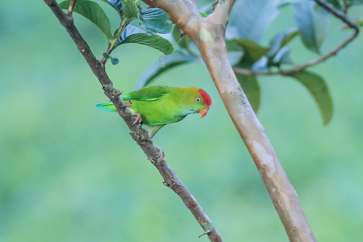 Sri Lanka Hanging-Parrot - ML621159919