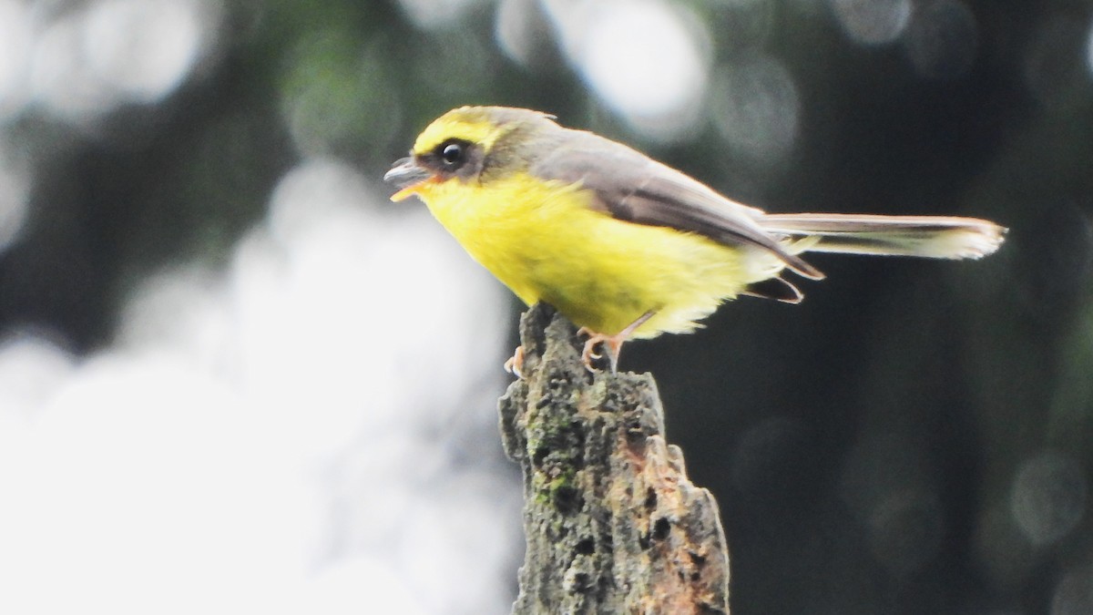 Yellow-bellied Fairy-Fantail - ML621159953