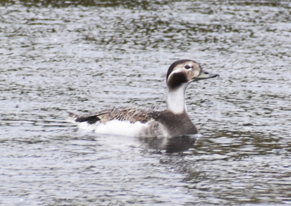 Long-tailed Duck - ML621159962