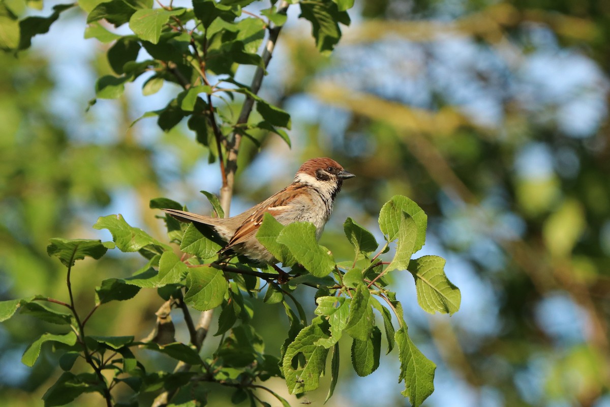 Eurasian Tree Sparrow - ML621159976