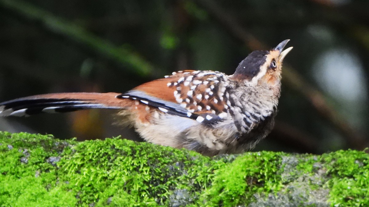 Spotted Laughingthrush - ML621159996