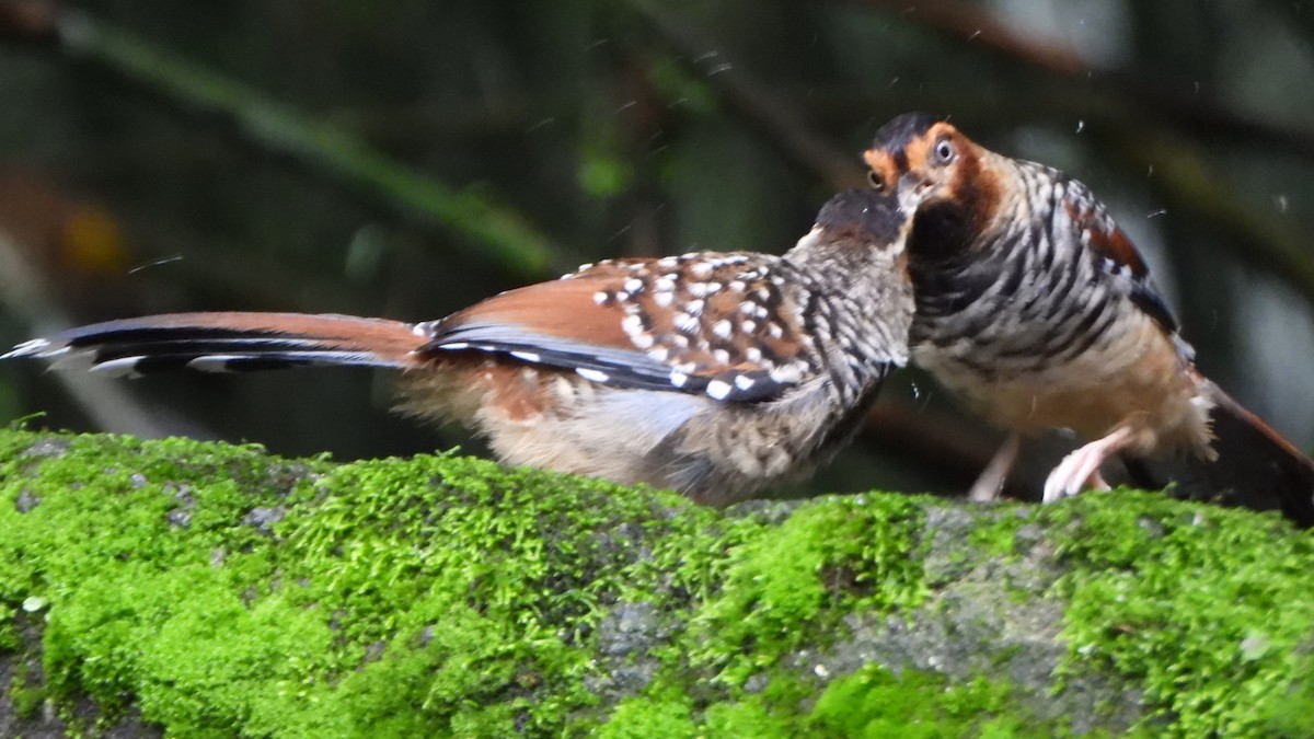 Spotted Laughingthrush - ML621159997