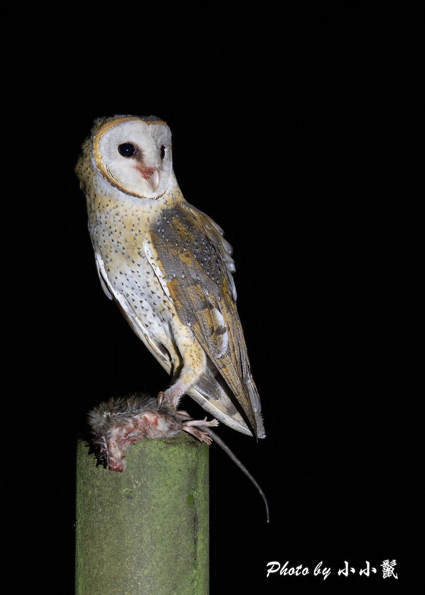Barn Owl (Eastern) - ML621160006