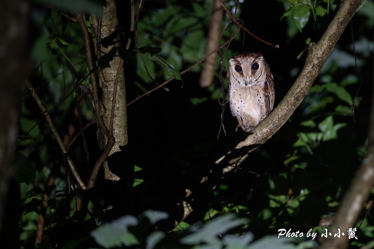 Oriental Bay-Owl - ML621160019