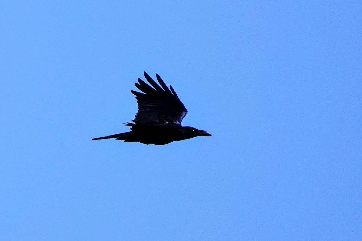 Large-billed Crow - ML621160050