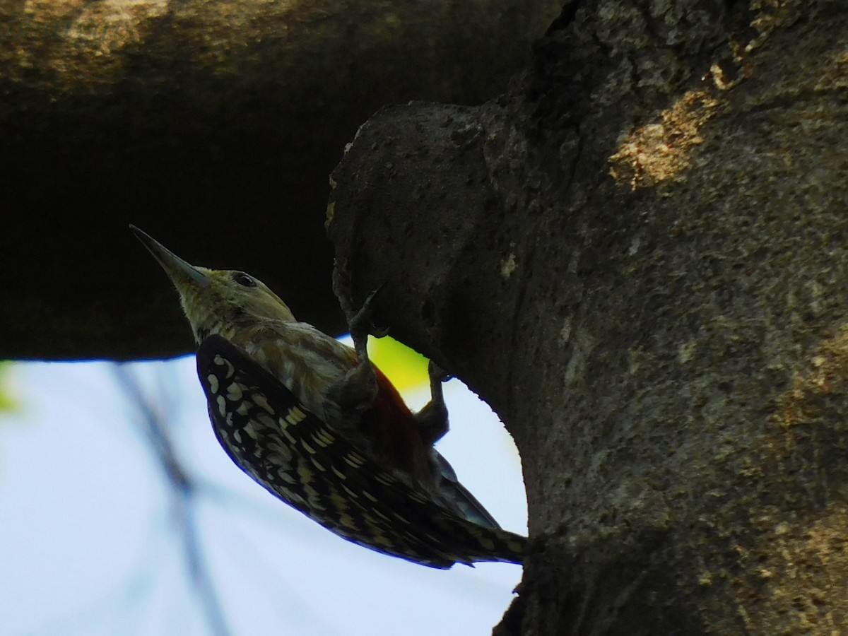 Yellow-crowned Woodpecker - ML621160070