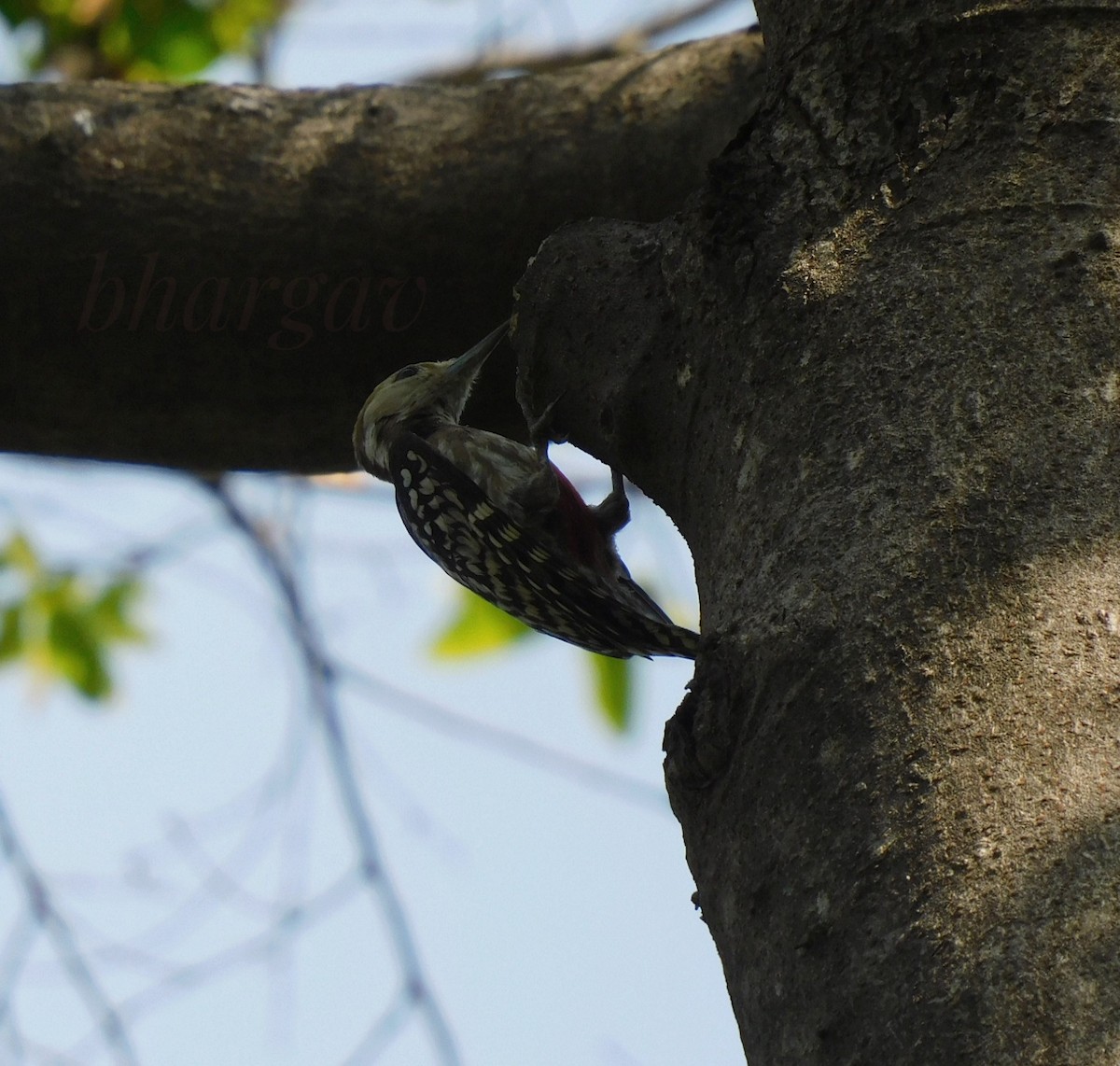 Yellow-crowned Woodpecker - ML621160072
