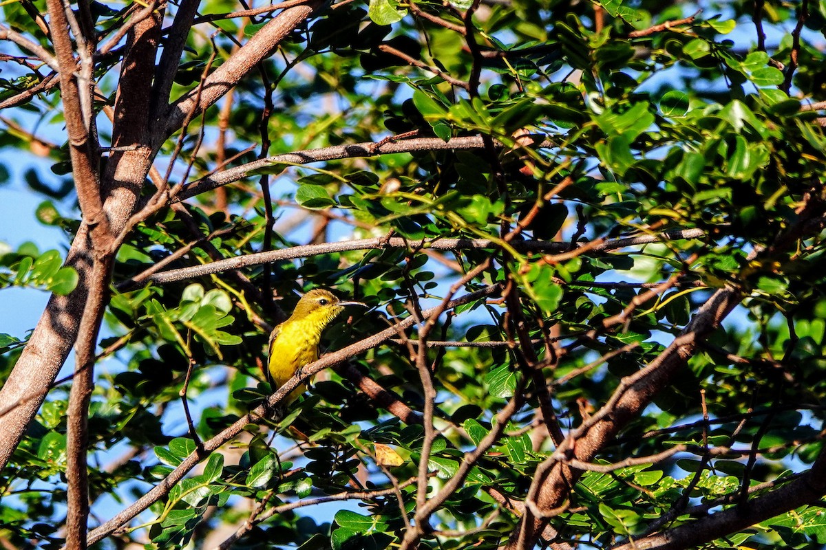 Ornate Sunbird - ML621160077