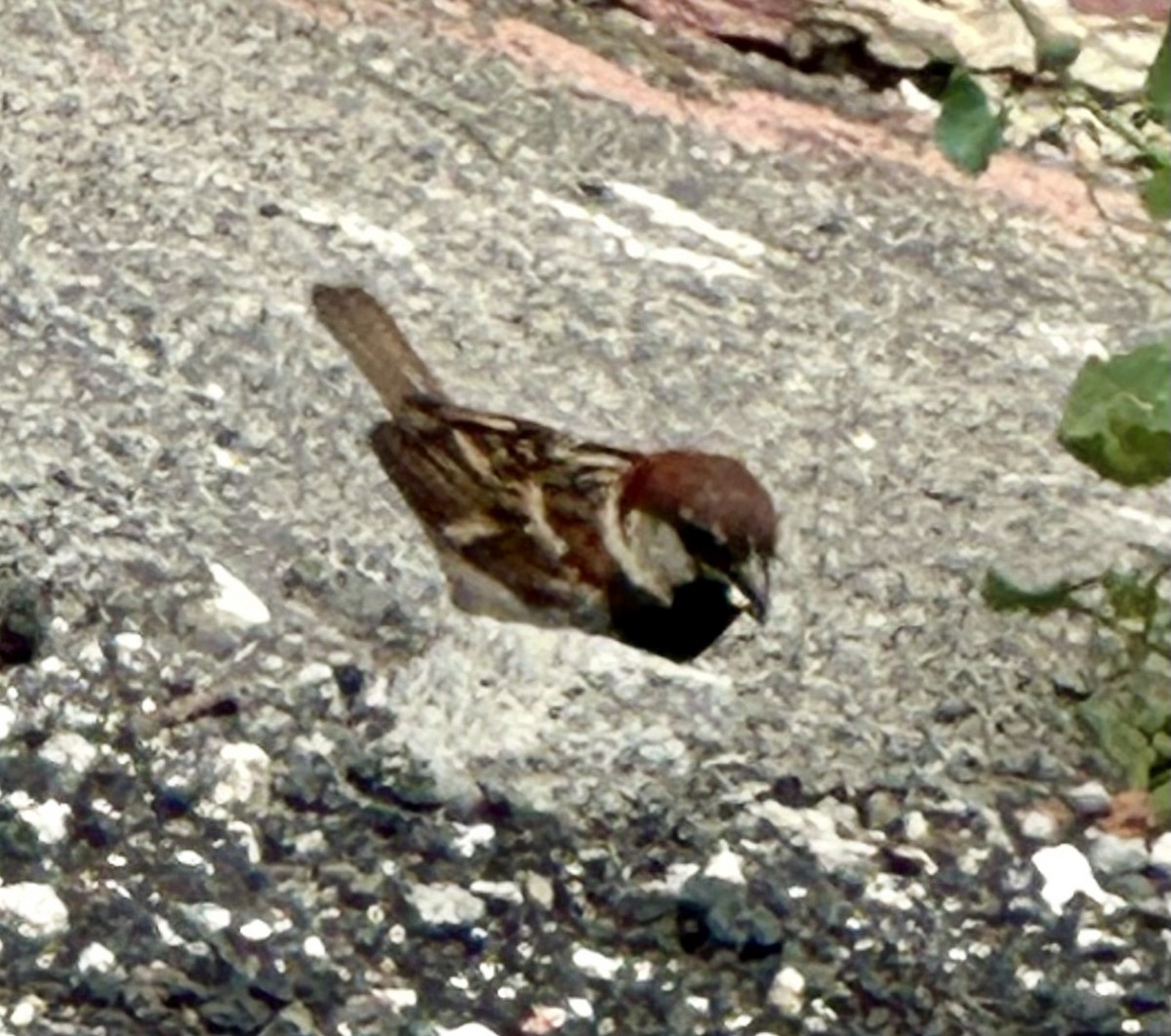 Italian Sparrow - ML621160106