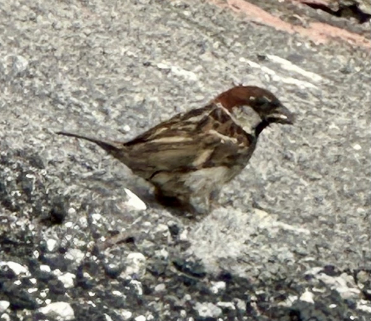 Italian Sparrow - ML621160107