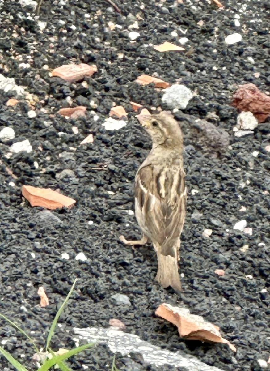 Italian Sparrow - ML621160108