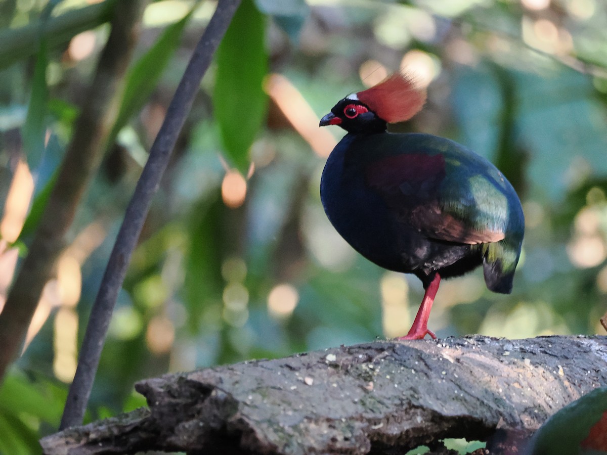 Crested Partridge - ML621160109
