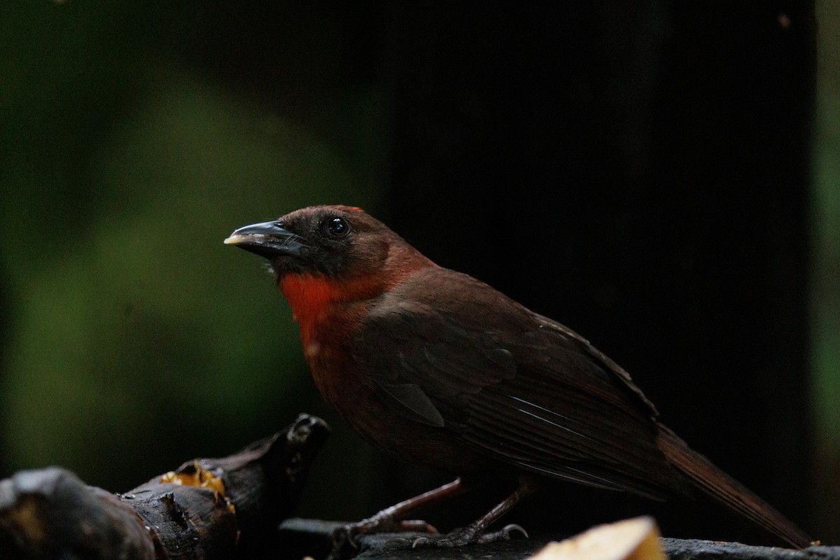 Red-throated Ant-Tanager - ML621160170