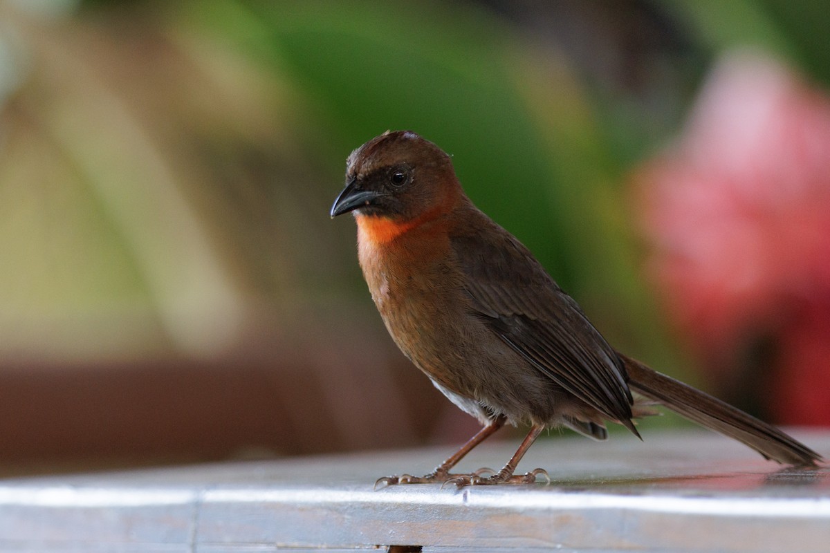 Red-throated Ant-Tanager - ML621160171