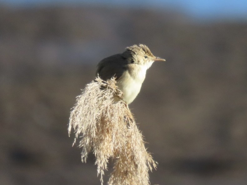 Common Reed Warbler - ML621160174