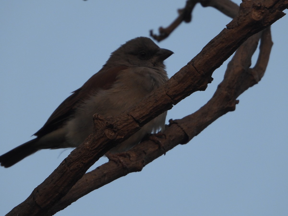 Northern Gray-headed Sparrow - ML621160179