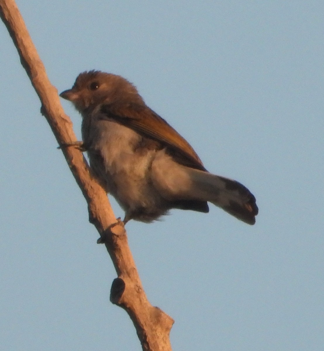Northern Gray-headed Sparrow - ML621160180