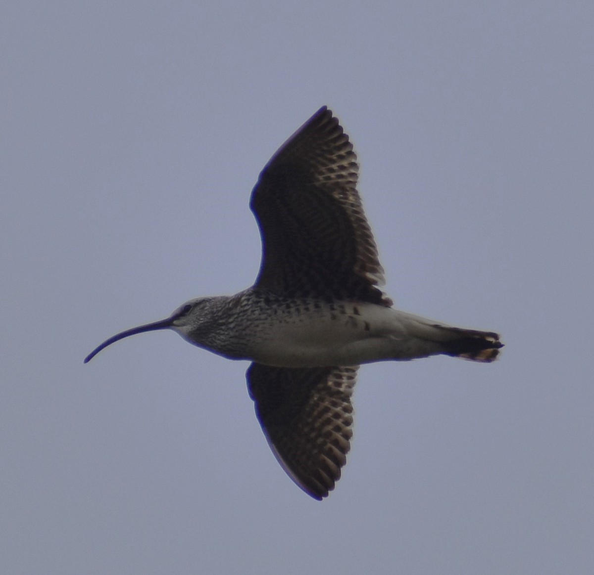 Bristle-thighed Curlew - ML621160186
