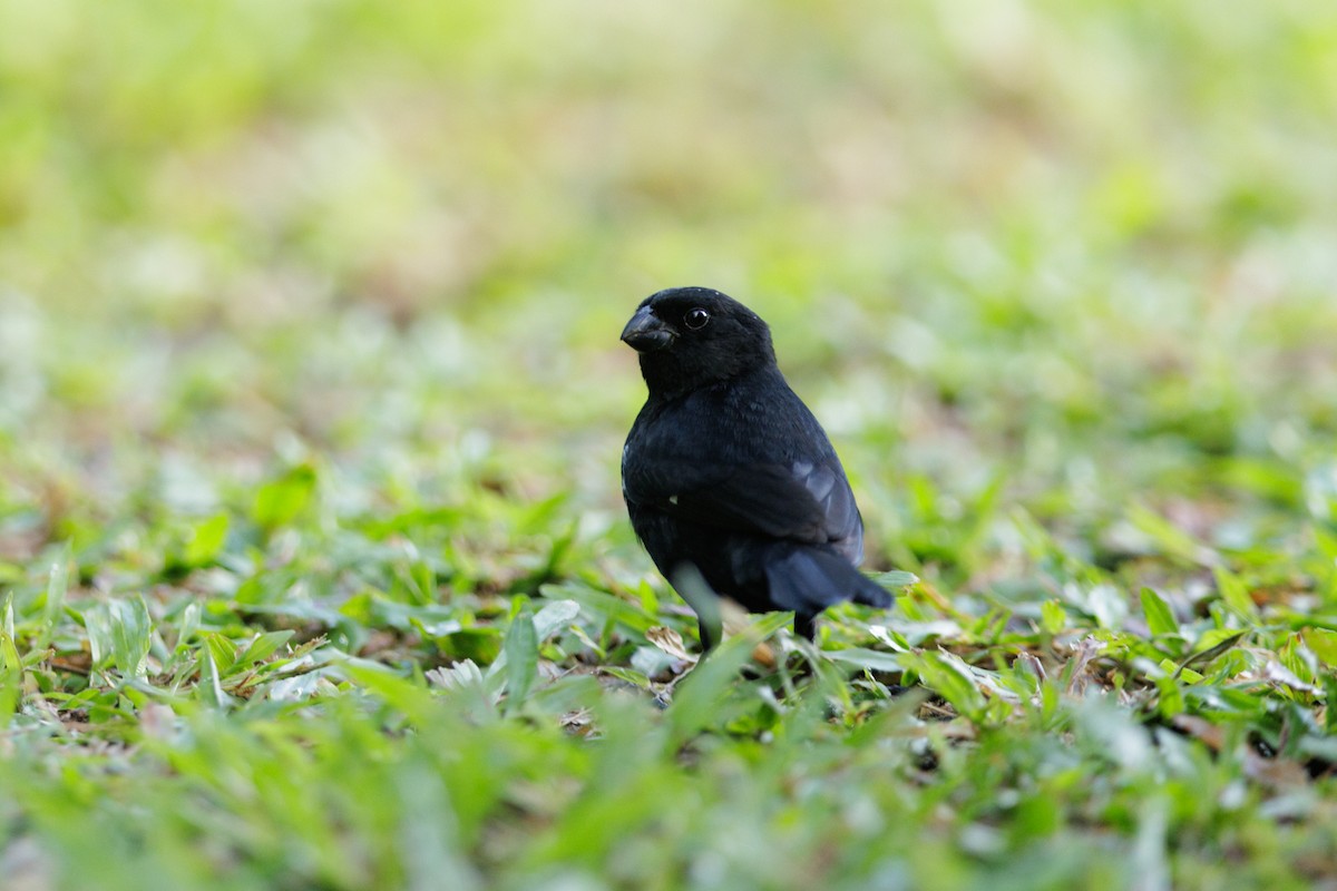 Variable Seedeater - ML621160190