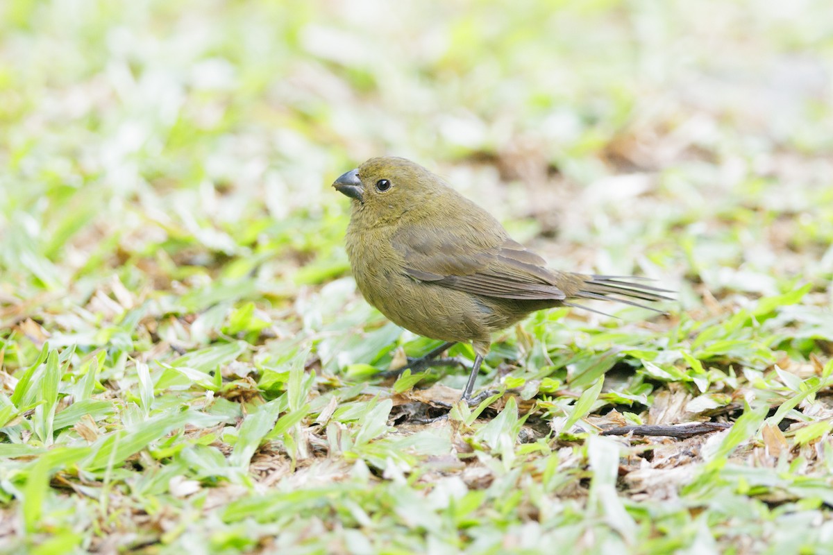 Variable Seedeater - ML621160191
