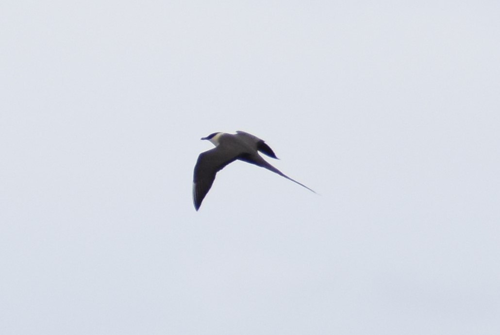 Long-tailed Jaeger - ML621160201