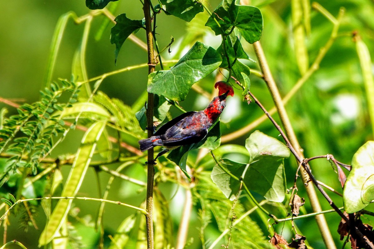 Black-fronted Flowerpecker - ML621160203